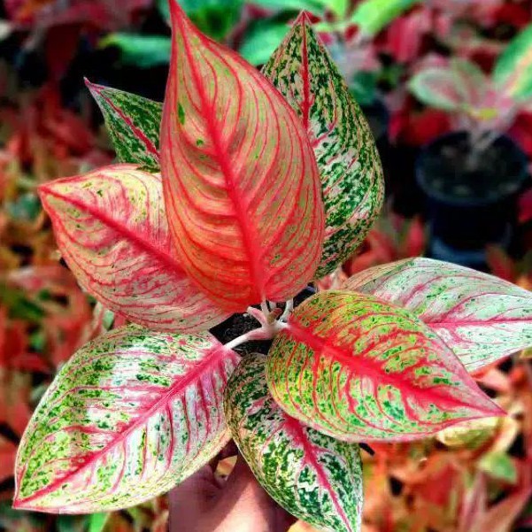 Bibit Aglonema Legacy (Bonggol(