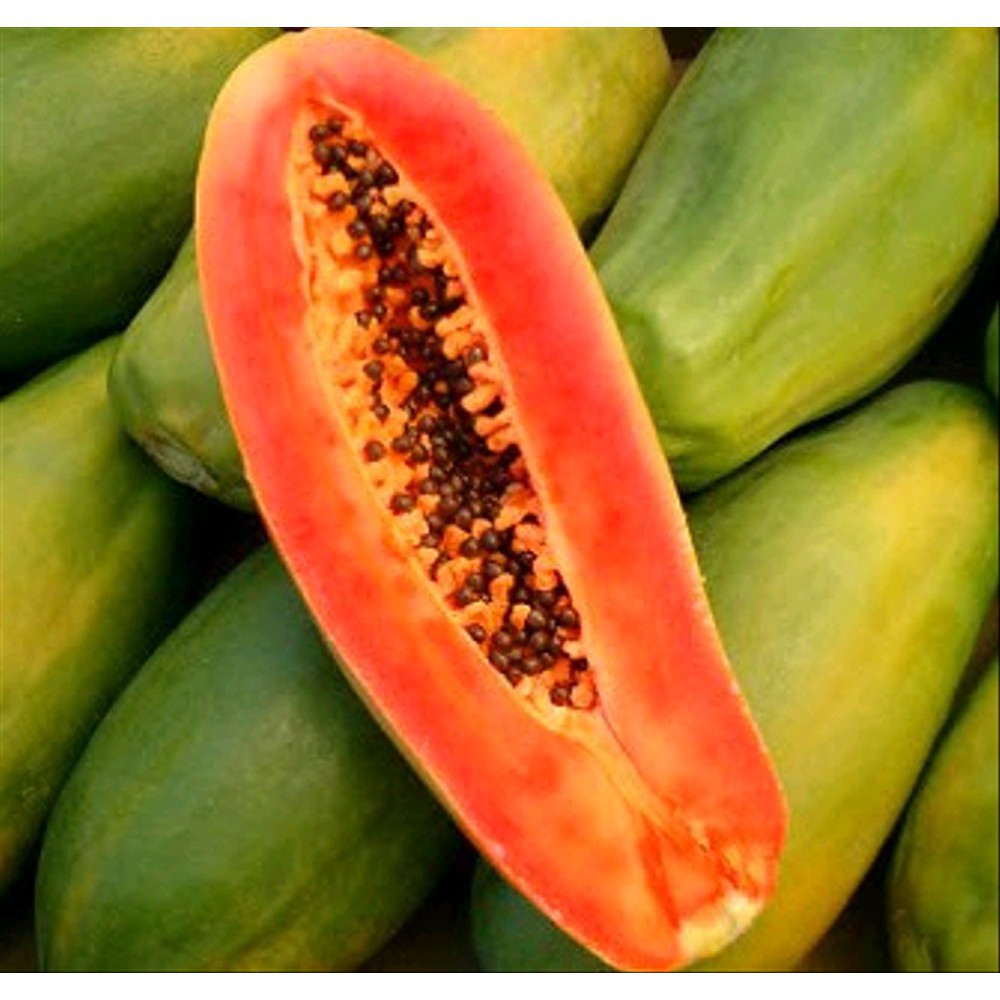 25 benih pepaya Thailand Jumbo