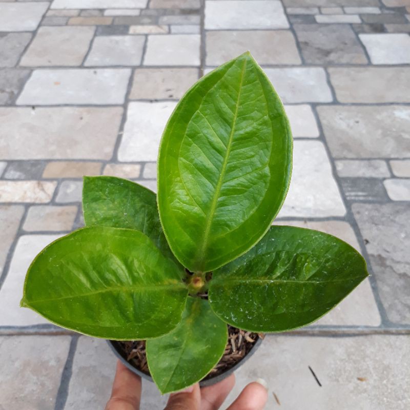 Jemani Mangkok Antorium Tanaman Hias Varigata Karakter