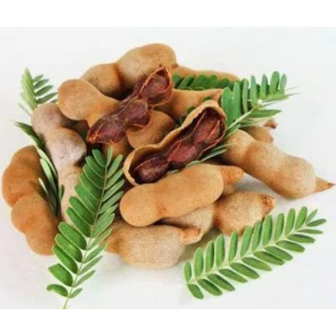 1 KG BIJI BENIH TANAMAN POHON ASEM JAWA OBR