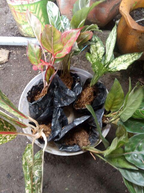 Tanaman Hias Murah 4 Aglonema/paket Aglaonema Hemat Aglo Donacarmen Lipstick Snow White Rotundum