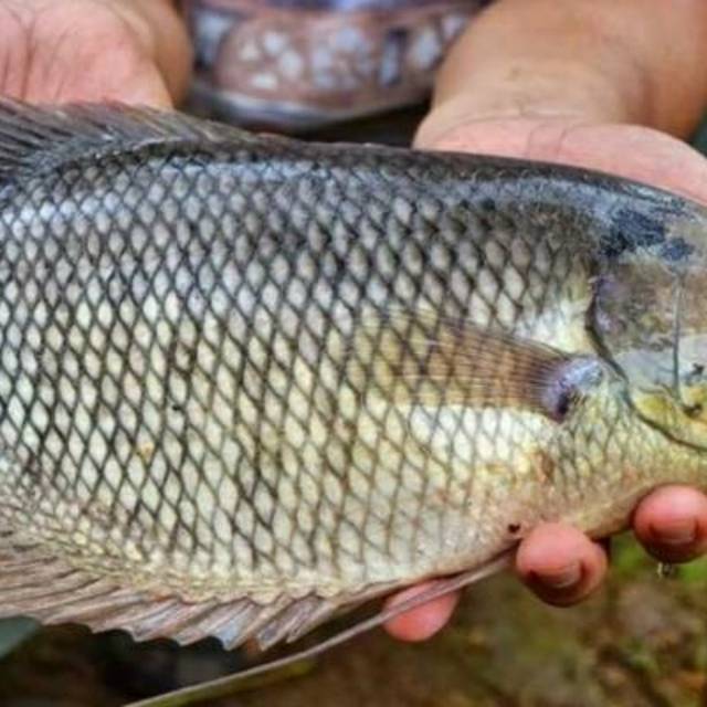 

IKAN GURAME JUMBO PRESS 1KG KONDISI HIDUP DAN LANGSUNG DIOLAH