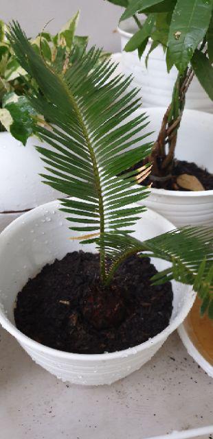 Tanaman Hias Palem Sikas-bibit Tanaman Sikas