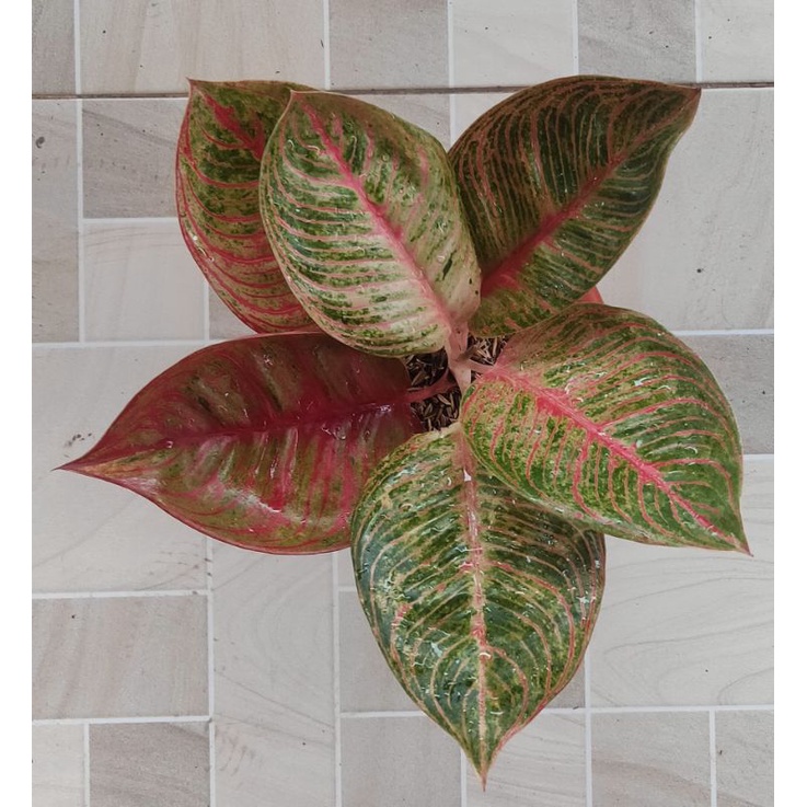 Aglonema Huges Trah Merah Jumbo