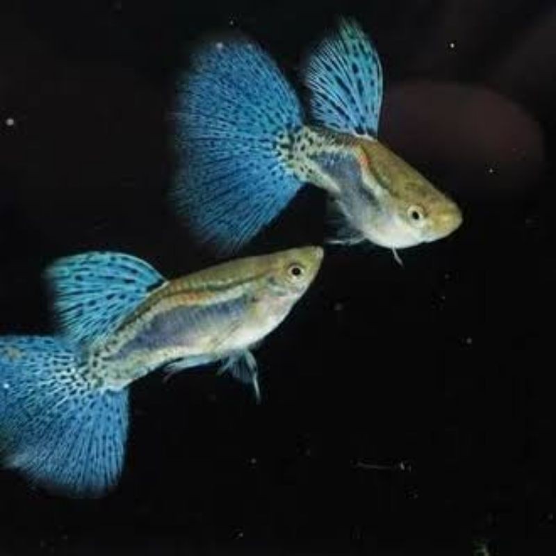 

ikan Guppy Blue Grass per pair / pasangan