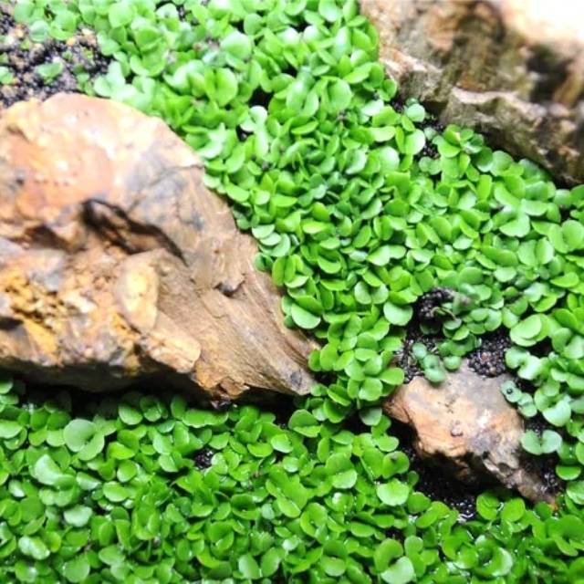 Tanaman Bibit Benih Dwarf Seed Tanaman Carpet Aquascape Shopee