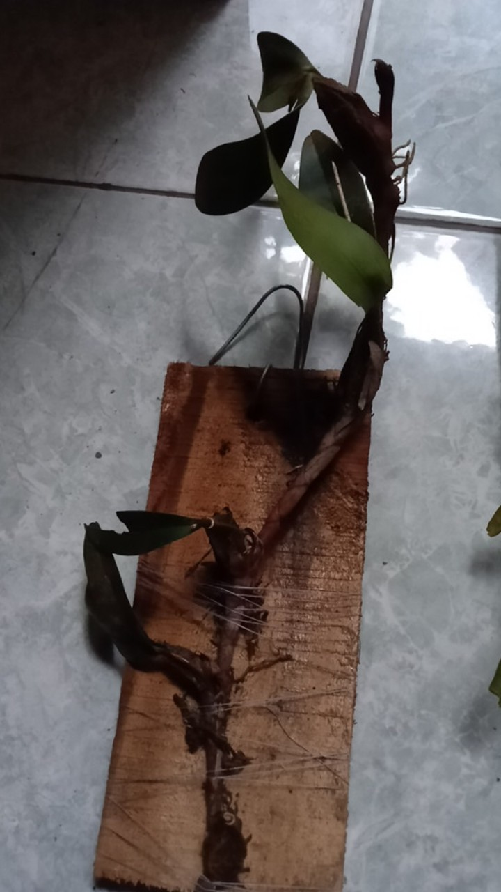 Sarcoglyphis Comberi