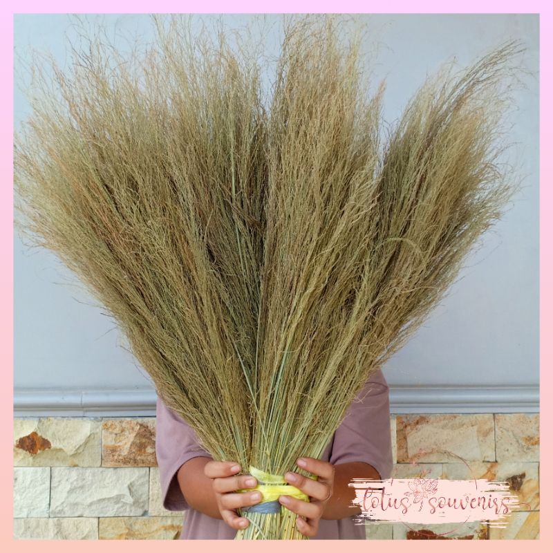 10 tangkai rumput kering padi-padian  | Rumput kering jampang piit | wild grass | properti dekorasi