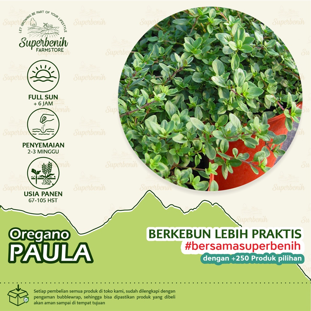 25 Biji - Benih Oregano PAULA