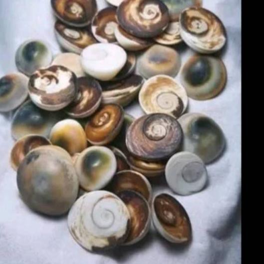 

Termurah!! KODE-655 Fosil keong kul buntet asli 100% bisa jalan di atas air cuka
