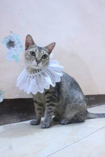 Kalung renda mutiara putih untuk kucing dan anjing / aksesoris hewan murah size adult kitten