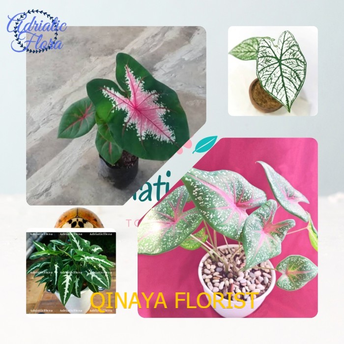 Paket 4 Jenis Tanaman Hias Keladi