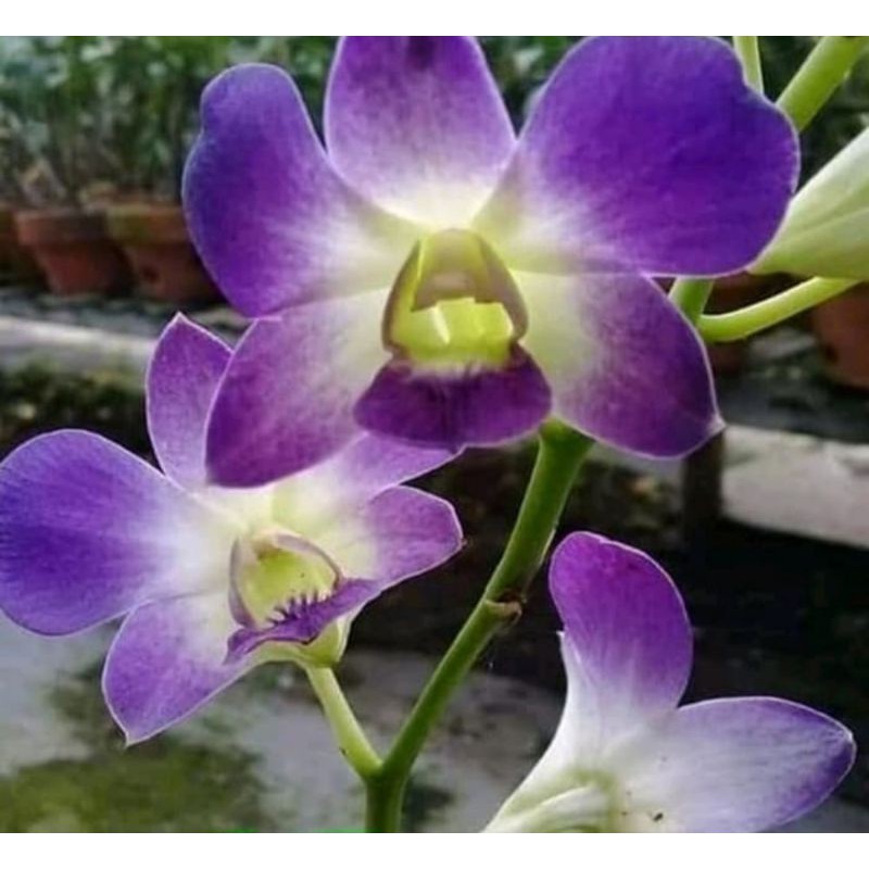 Pohon Anggrek Dendrobium Blue Angel Dewasa / Spike
