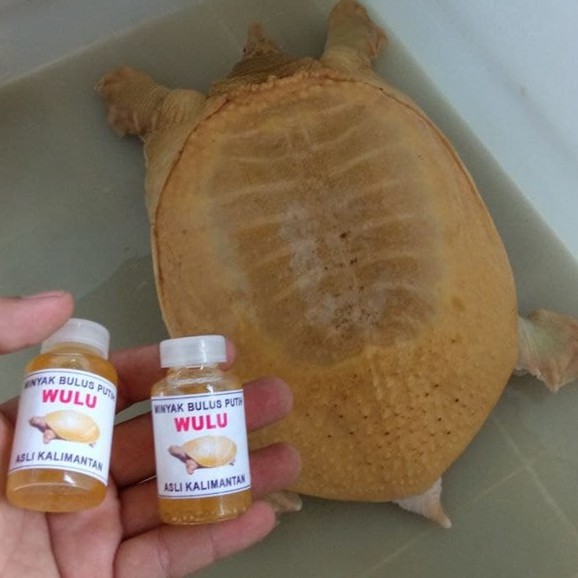 MINYAK BULUS PUTIH ORIGINAL ASLI KALIMANTAN