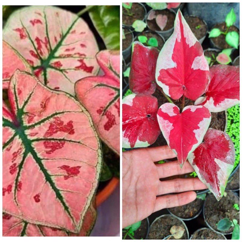 (BISA COD) PROMO Paket 2 Caladium thailand hybrid | Bonggol caladium hybrid