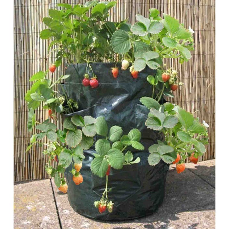 Strawberry Planter BAG 8 Pocket Diameter 36 x 46 cm POT KANTONG TANAMAN HIASAN TAMAN