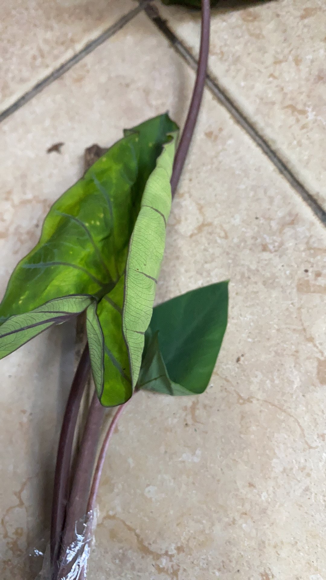 Colocasia Coffe Cups - Esqulanta