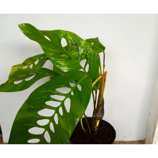 Tanaman Hias Duda Bolong