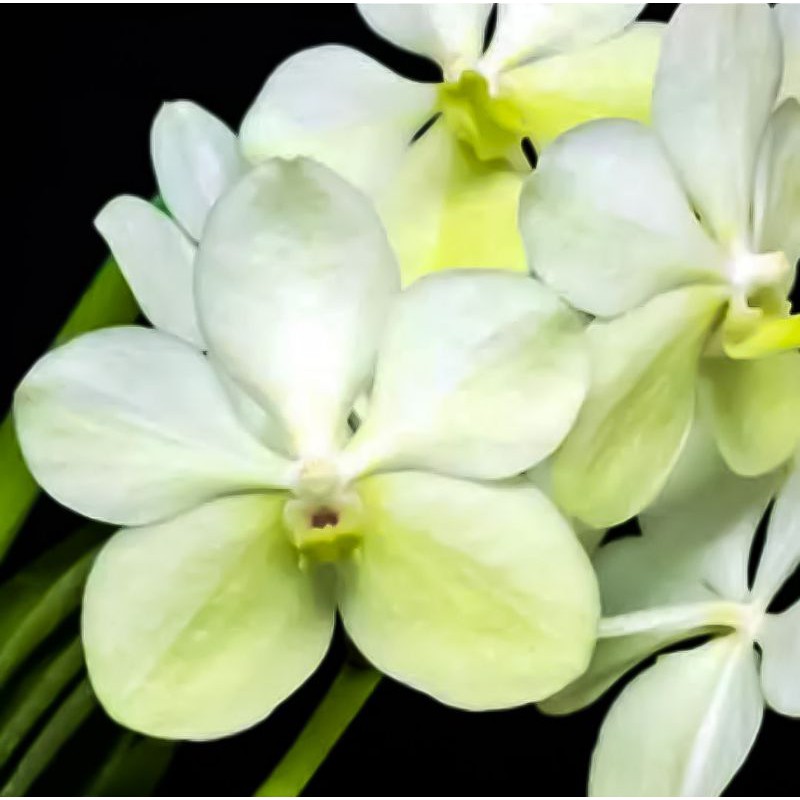 Anggrek Vanda Dewasa Princes Mikasa White Bunga White Besar Tanaman Anggrek Vanda Bunga Putih
