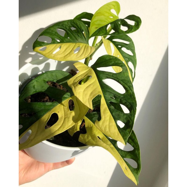 Monstera Andasonii Varigata - Janda bolong varigata jepang