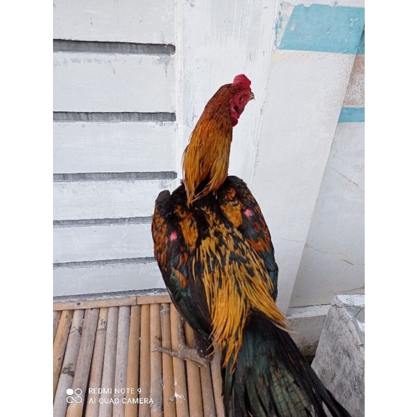 bangkok silang mangon