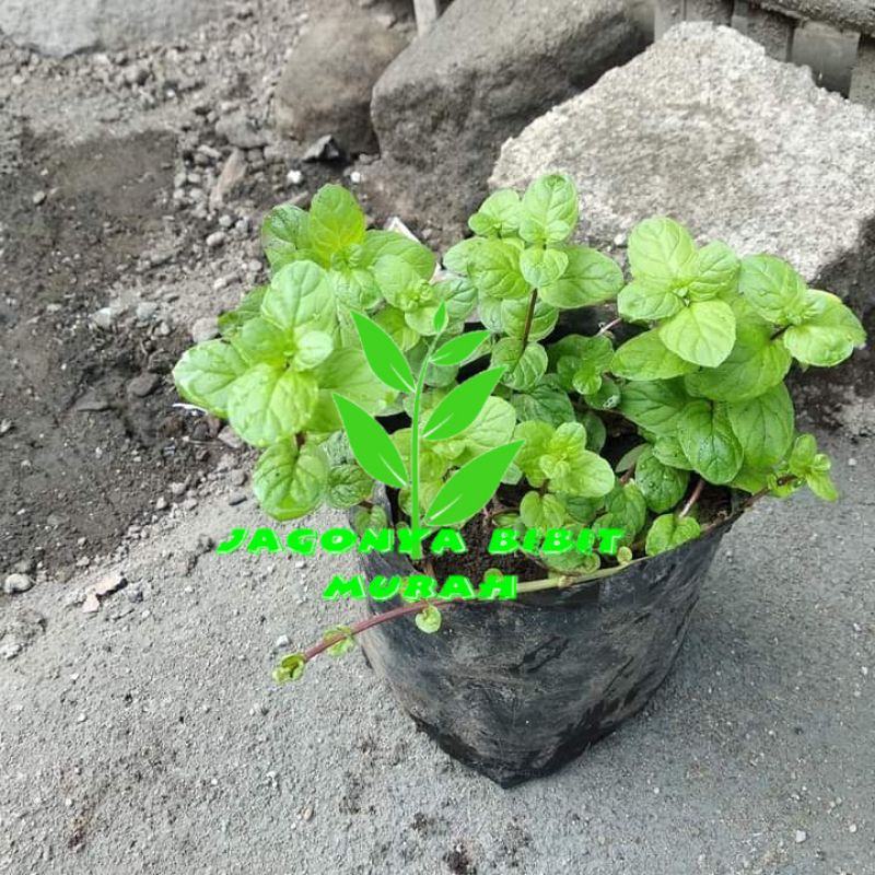 

bibit daun mint