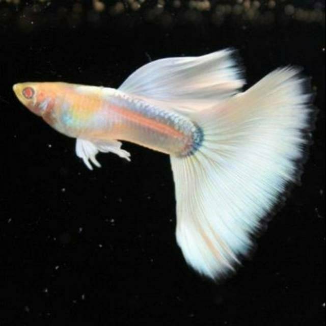 Ikan Guppy Albino Platinum Perpasang Shopee Indonesia