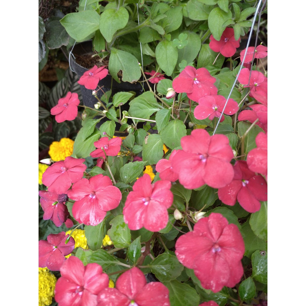 BUNGA GANTUNG PETUNIA PINK~KEMBANG PETUNIA PINK minimal order 4 pohon