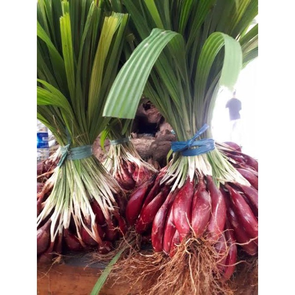 

Bawang Dayak Dengan Daun