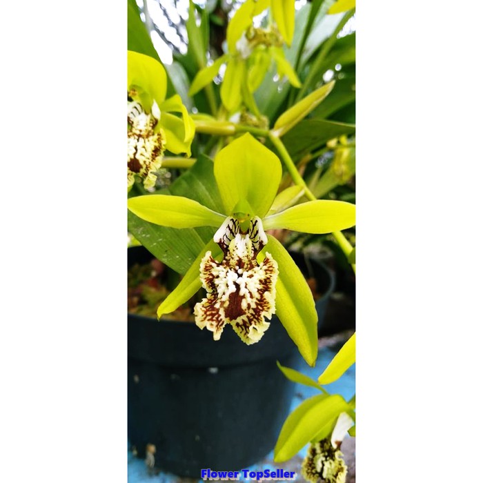Coelogyne Marthae (dewasa) / Anggrek Coelogyne Marthae / Anggrek / Bunga Anggrek