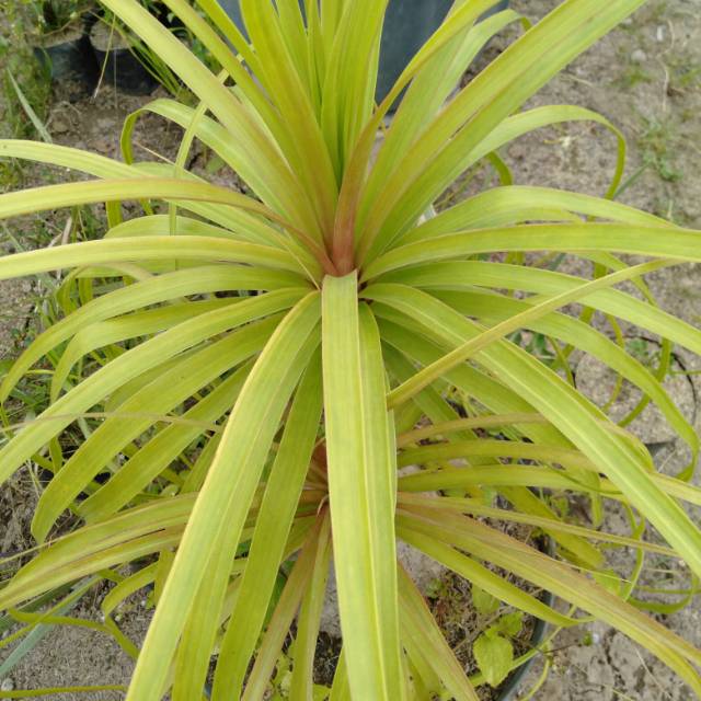 Tanaman Hias Ponytail Ekor Kuda~ Nolina