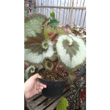 begonia escargot/begonia keong
