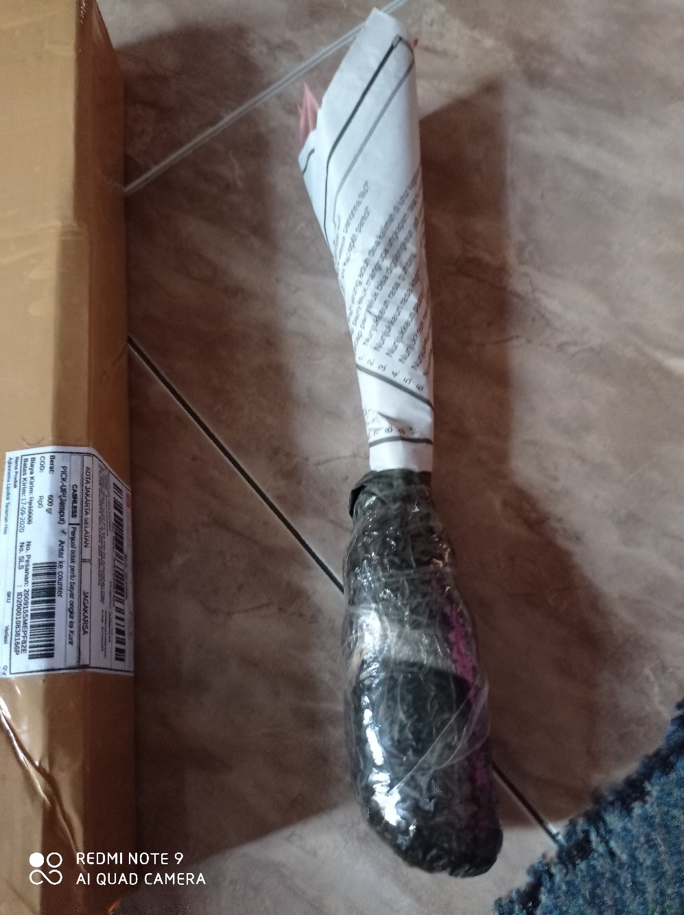 Aglaonema Lipstick Tanaman Hias