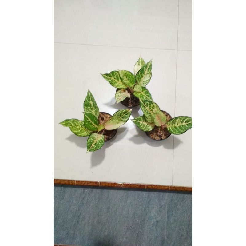 Aglaonema Frozen