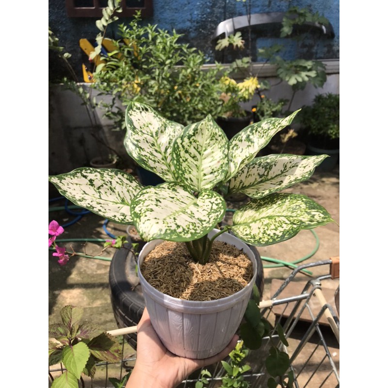 Tanaman Anjamani putih (Anjamani White)