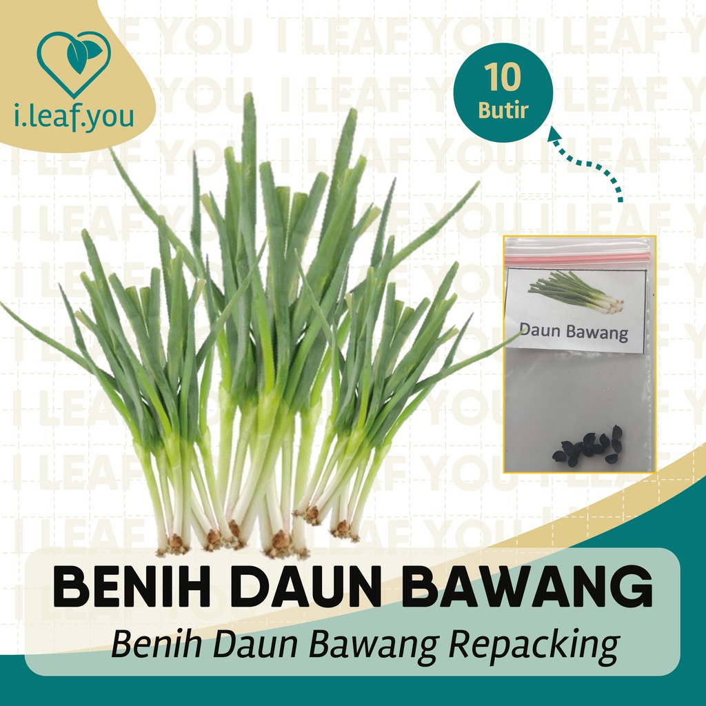 Benih Daun Bawang 10 Butir Benih Daun Bawang Prei Benih Serba Seribu