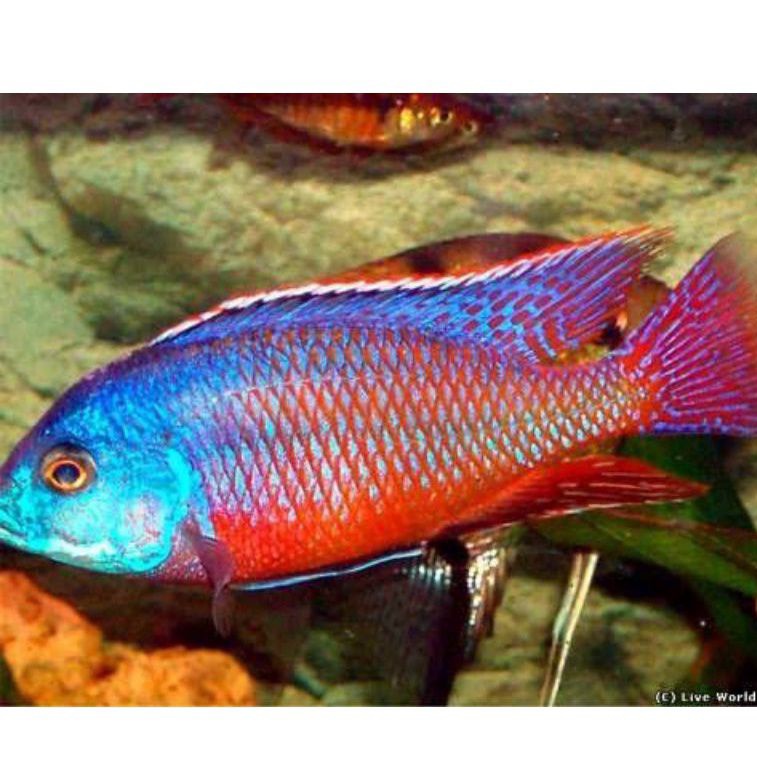 Ikan Cichlid Protomelas Spilonotus RED EMPRESS Uk 5-6cm
