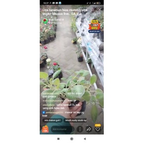 live mamanbadruzaman711 episcia lillemon 1 + pot