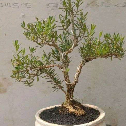 Bonsai Mame Boxus