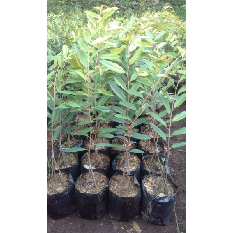 bibit durian musangking kaki 3