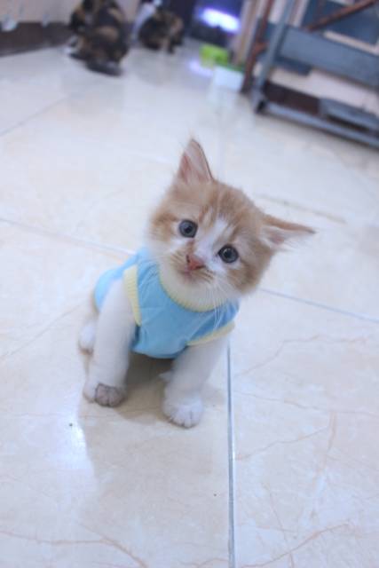 Kaos polos biru laut lucu untuk kucing dan anjing / baju kucing murah size S M L XL