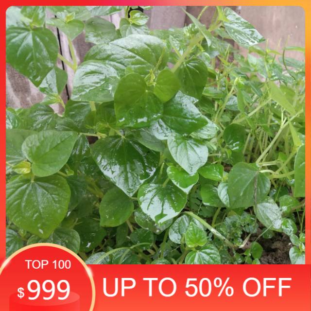 

Ready stock Daun sirih cina atau ketumpang air segar 100gram siap petik ke kebun
