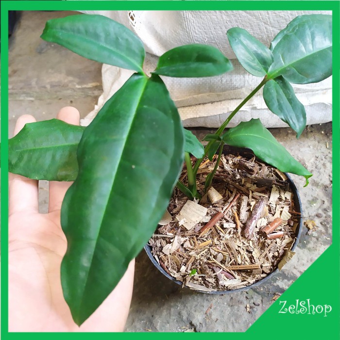 Tanaman Hias Syngonium Auritum / Syngo Auritum