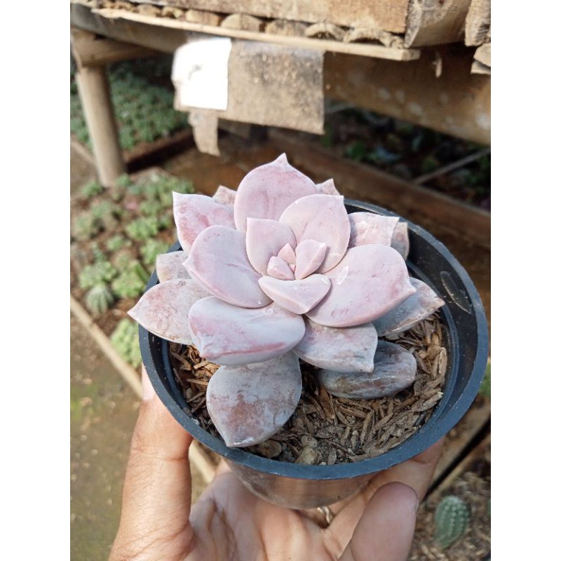 Sukulen Graptopetalum Superbum