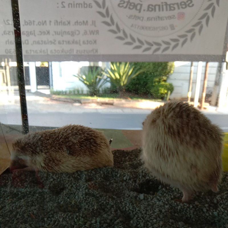 Indukan Landak Mini Pinto