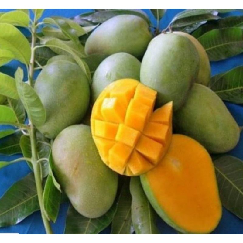 bibit mangga manalagi situbondo | pohon mangga