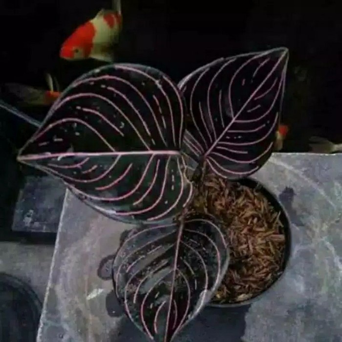 promo paket 2 tanaman hias aglonema rotundum Aceh -aglonema Siam auror (kembang hiasan)