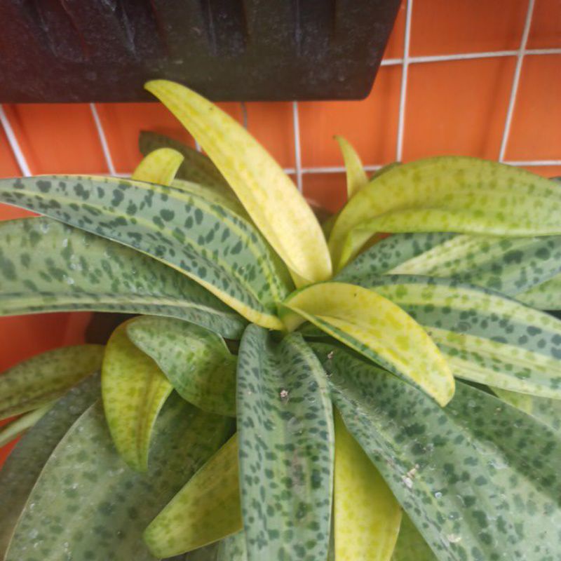 Lidah katak Varigata