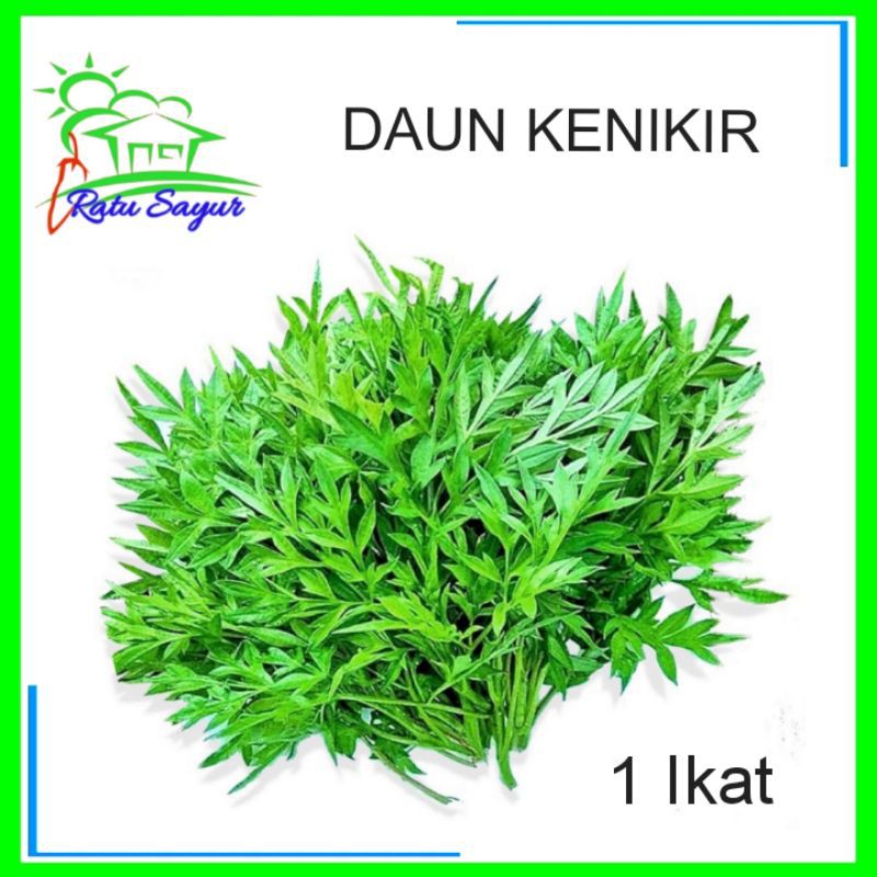 

DAUN KENIKIR/ratusayur