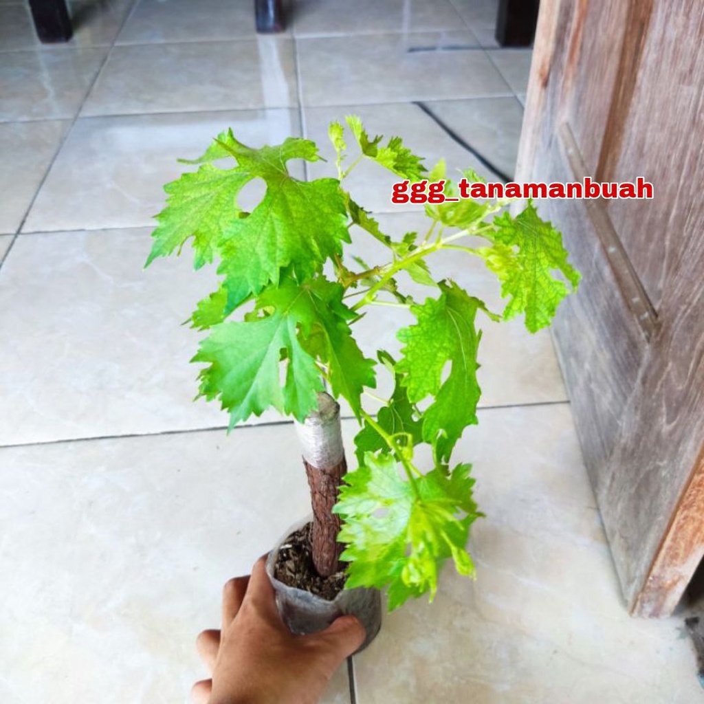 Bibit Anggur Import Baikonur New Asli Hasil Grafting